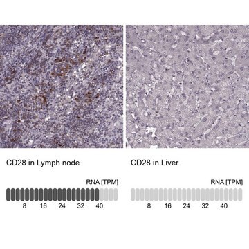 Anti-CD28 antibody produced in rabbit Prestige Antibodies&#174; Powered by Atlas Antibodies, affinity isolated antibody