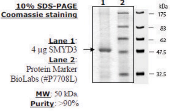 SMYD3 (full length) Active human recombinant, expressed in baculovirus infected insect cells, &#8805;50% (SDS-PAGE)