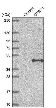 Anti-QTRT1 antibody produced in rabbit Prestige Antibodies&#174; Powered by Atlas Antibodies, affinity isolated antibody, buffered aqueous glycerol solution