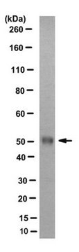 Anti-GPVI Antibody, clone 8E9, Capture Antibody clone 8E9, from rat