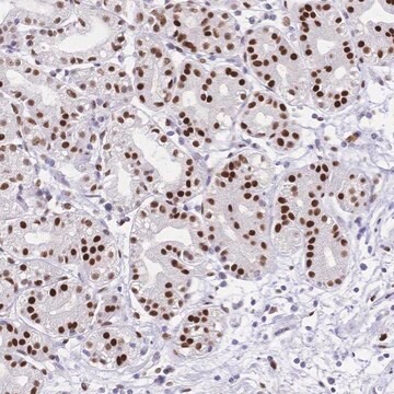 Anti-NFIC antibody produced in rabbit Prestige Antibodies&#174; Powered by Atlas Antibodies, affinity isolated antibody, buffered aqueous glycerol solution