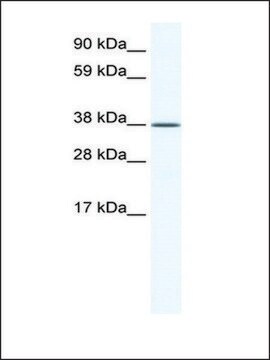 Anti-KLF2 IgG fraction of antiserum