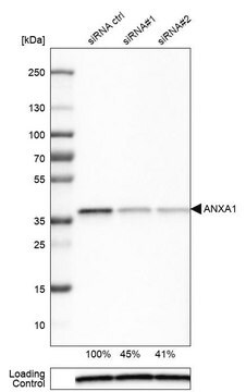 Monoclonal Anti-ANXA1 antibody produced in mouse Prestige Antibodies&#174; Powered by Atlas Antibodies, clone CL0199, purified immunoglobulin, buffered aqueous glycerol solution