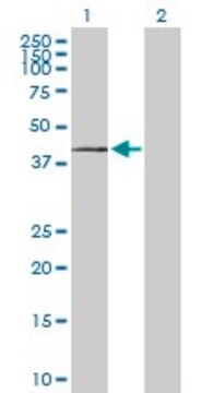 Anti-ST3GAL1 antibody produced in rabbit purified immunoglobulin, buffered aqueous solution