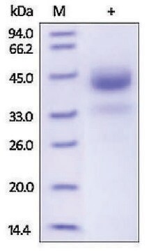 Cathepsin B human recombinant, expressed in HEK 293 cells, &#8805;95% (SDS-PAGE)