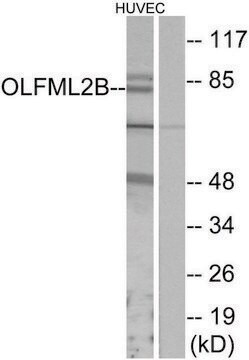 Anti-OLFML2B antibody produced in rabbit affinity isolated antibody