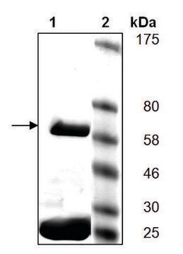 PARP5A active human recombinant, expressed in baculovirus infected Sf9 cells, &#8805;30% (SDS-PAGE)