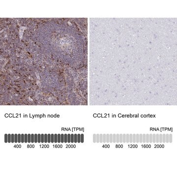 Anti-CCL21 antibody produced in rabbit Prestige Antibodies&#174; Powered by Atlas Antibodies, affinity isolated antibody, buffered aqueous glycerol solution