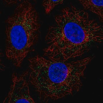 Anty-GADD45GIP1 Prestige Antibodies&#174; Powered by Atlas Antibodies, affinity isolated antibody