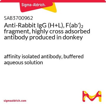 Anti-Rabbit IgG (H+L), F(ab&#8242;)2 fragment, highly cross adsorbed antibody produced in donkey affinity isolated antibody, buffered aqueous solution