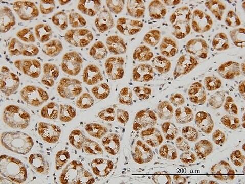 Monoclonal Anti-EIF2C2 antibody produced in mouse clone 2E12-1C9, purified immunoglobulin, buffered aqueous solution