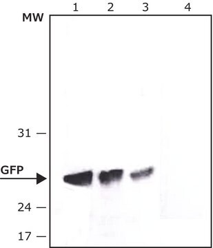 抗-绿色荧光蛋白（GFP），N 端抗体，小鼠单克隆 clone GSN24, purified from hybridoma cell culture