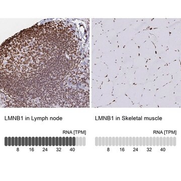 Anti-LMNB1 antibody produced in rabbit Prestige Antibodies&#174; Powered by Atlas Antibodies, affinity isolated antibody, buffered aqueous glycerol solution