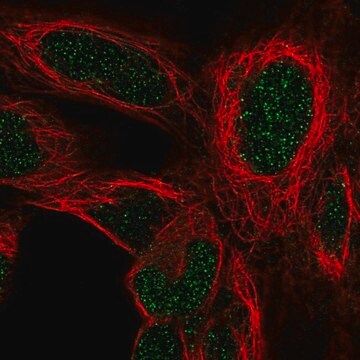 Anti-HOXD4 antibody produced in rabbit Prestige Antibodies&#174; Powered by Atlas Antibodies, affinity isolated antibody