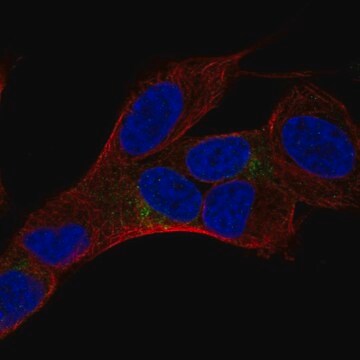 Anti-HMP19 antibody produced in rabbit Prestige Antibodies&#174; Powered by Atlas Antibodies, affinity isolated antibody