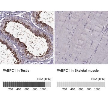 Anty-PABPC1 Prestige Antibodies&#174; Powered by Atlas Antibodies, affinity isolated antibody, buffered aqueous glycerol solution