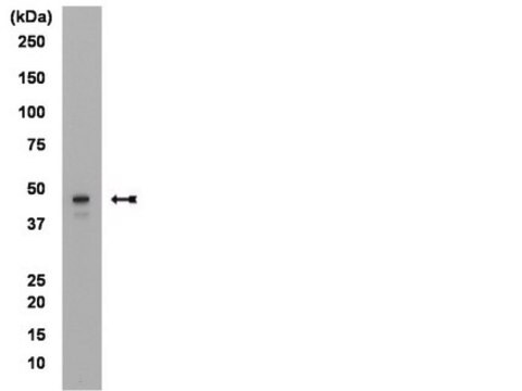 Anti-Brachyury Antibody, clone 3E4.2 clone 3E4.2, Upstate&#174;, from mouse