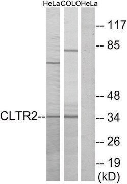 Anti-CLTR2 antibody produced in rabbit affinity isolated antibody