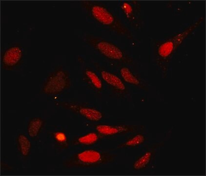 抗GADD153抗体 ウサギ宿主抗体 affinity isolated antibody, buffered aqueous solution