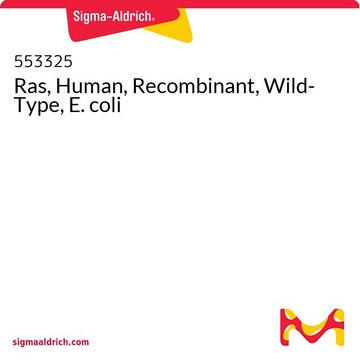 Ras, Human, rekombinant, Wildtyp, E. coli