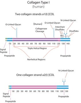 Collagen human Bornstein and Traub Type I, recombinant, expressed in Nicotiana tabacum (tobacco)