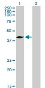 Anti-MVD antibody produced in rabbit purified immunoglobulin, buffered aqueous solution