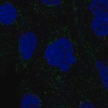 Anti-RSAD1 antibody produced in rabbit Prestige Antibodies&#174; Powered by Atlas Antibodies, affinity isolated antibody, buffered aqueous glycerol solution