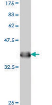 Monoclonal Anti-IFNAR1 antibody produced in mouse clone 1H2, purified immunoglobulin, buffered aqueous solution