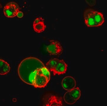 BioTracker NucView&#174; 488 Green Caspase-3 Dye (DMSO) Live cell imaging apoptosis dye for caspase-3/7 enzyme activity used to detect programmed cell death using fluorescence microscopy or flow cytometry applications.