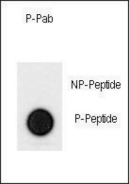 Anti-Phospho-PMAT-Y198 antibody produced in rabbit affinity isolated antibody, buffered aqueous solution