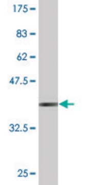 Monoclonal Anti-RECQL, (C-terminal) antibody produced in mouse clone 4D5, purified immunoglobulin, buffered aqueous solution