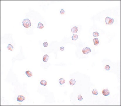 Anti-SCRN2 antibody produced in rabbit affinity isolated antibody, buffered aqueous solution