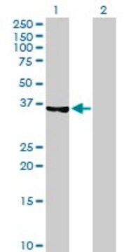 Anti-TP53I3 antibody produced in mouse purified immunoglobulin, buffered aqueous solution