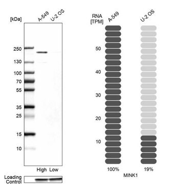 Anti-MINK1 antibody produced in rabbit Prestige Antibodies&#174; Powered by Atlas Antibodies, affinity isolated antibody, buffered aqueous glycerol solution