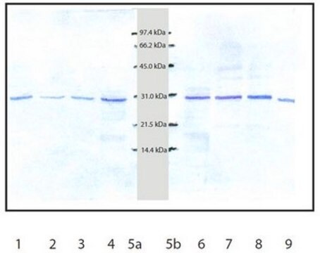 Anti-Cathepsin D Rabbit pAb liquid, Calbiochem&#174;