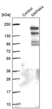 Anti-MAP4K4 antibody produced in rabbit Prestige Antibodies&#174; Powered by Atlas Antibodies, affinity isolated antibody, buffered aqueous glycerol solution