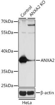 Anti-ANXA2 antibody produced in rabbit