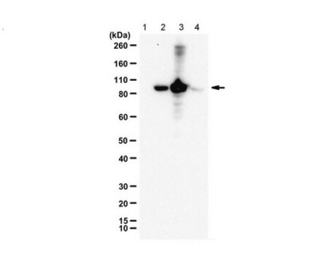 Anty-fosfo RasGRP2 (Ser554) from rabbit