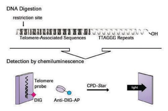 TeloTAGGG&#8482;テロメア長アッセイ sufficient for &#8804;50&#160;reactions, kit of 1 (15 components), suitable for cell culture