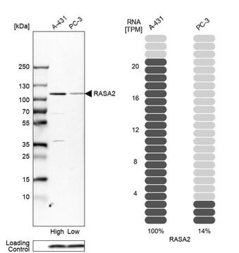 Anti-RASA2 antibody produced in rabbit Prestige Antibodies&#174; Powered by Atlas Antibodies, affinity isolated antibody, buffered aqueous glycerol solution