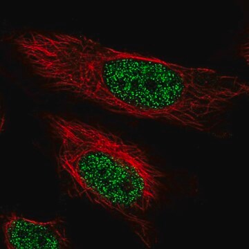 Anti-ARIH2 antibody produced in rabbit Prestige Antibodies&#174; Powered by Atlas Antibodies, affinity isolated antibody