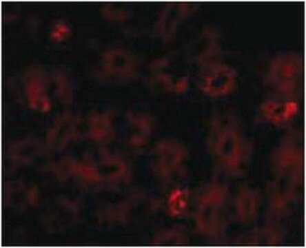 Przeciwciało anty-NOTUM from rabbit, purified by affinity chromatography