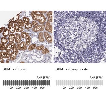 Anti-BHMT antibody produced in rabbit Prestige Antibodies&#174; Powered by Atlas Antibodies, affinity isolated antibody, buffered aqueous glycerol solution