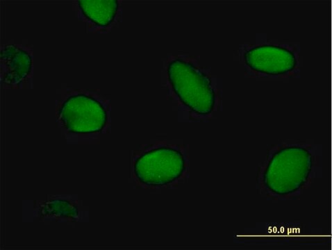 Anti-CHD2 antibody produced in mouse IgG fraction of antiserum, buffered aqueous solution