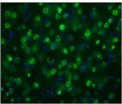 抗MeCP2 from rabbit, purified by affinity chromatography