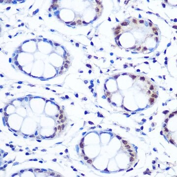 Anti-APEX1/APE1 antibody produced in rabbit