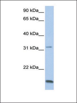 Anti-TCAP (AB1) antibody produced in rabbit affinity isolated antibody