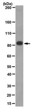 Anti-SV40-Großes-T-Antigen-Antikörper, Klon&nbsp;PAb416 clone PAb416, from mouse