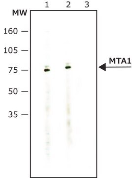 Anti-MTA1 antibody, Mouse monoclonal clone MTA1-213, purified from hybridoma cell culture