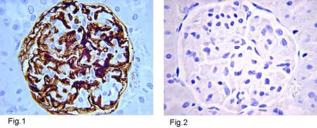 抗インスリン抗体、クローン1 clone MAB1, from mouse, purified by affinity chromatography